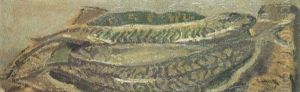 Mackerel by Walter Richard Sickert