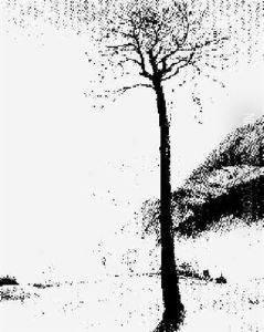 Ein Vogelbeerbaum by Franz Siegele