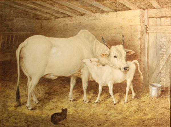 A Brahman Cow With Her Calf In A Barn - view 1