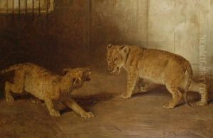 Study Of Lion Cubs by Basil Bradley