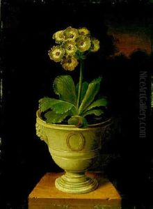 Study Of An Auricula