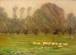 Sheep In The Rain, Maryland