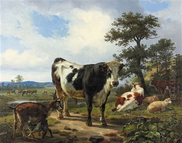 Stier Auf Sommerlicher Weide - view 1
