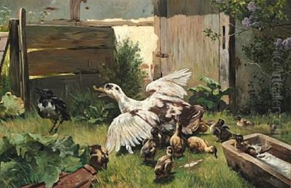 In The Duck Pen. Mother Duck Shields Her Ducklings Against Invading Crow - view 1