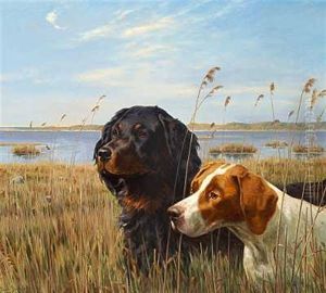 En Pointer Og En Gordonsetter Pa Jagt I Sivene En Pointer Og En Gordonsetter Pa Jagt I Sivene