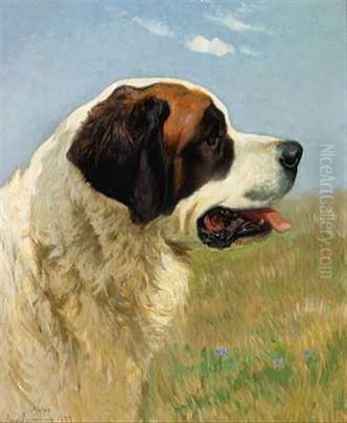 "nestor" En Sanktbernhardshund - view 1