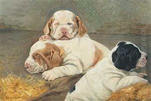Tre Pointerhvalpe