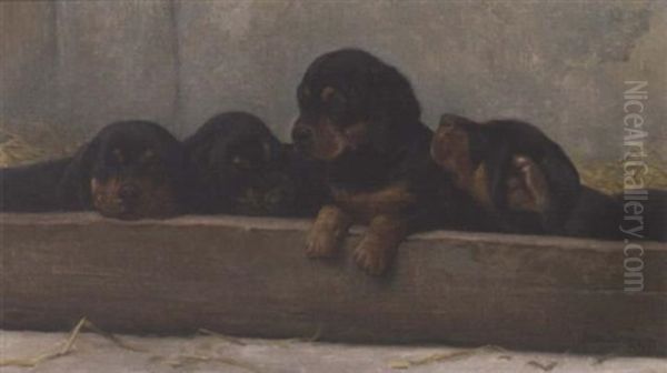 Puppies - view 1