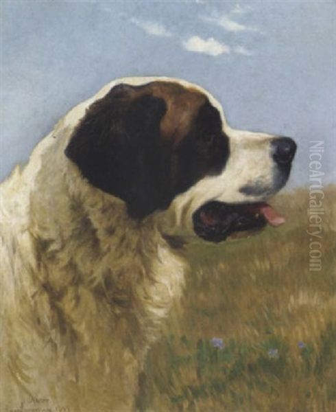 "nestor", A St. Bernard - view 1