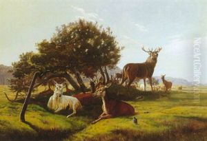 Kronhjorte Pa En Slette I Dyrehaven Kronhjorte Pa En Slette I Dyrehaven