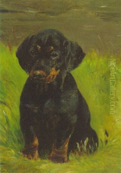 A Dachshund Puppy - view 1
