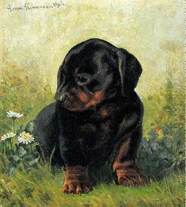 Gravhundehvalp Og Bellis