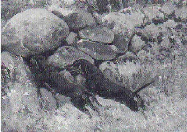To Gravhunde Ved Stetsaetning - view 1