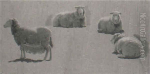 Studies Of Sheep - view 1