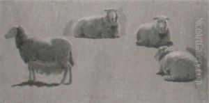 Studies Of Sheep Studies Of Sheep
