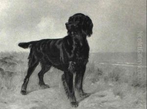 Gordonsetter I Strandkanten