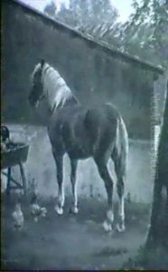 Hest Pa En Gardsplads Hest Pa En Gardsplads