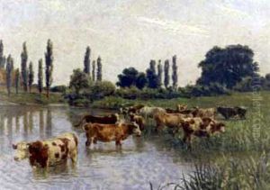 Cows Watering In A Marshland