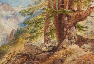 A Large Deodar Tree In The Himalayas A Large Deodar Tree In The Himalayas