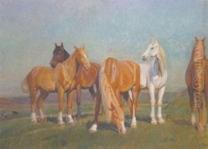 Pferde Auf Einem Feld