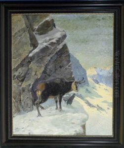 Gemse Im Hochgebirge