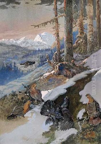 Auerhahnbalz - view 1