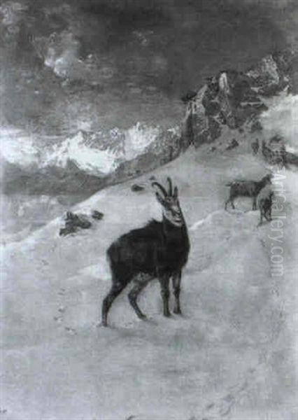 Gamsrudel Im Verschneiten Hochgebirge - view 1