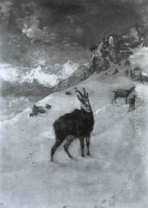 Gamsrudel Im Verschneiten Hochgebirge