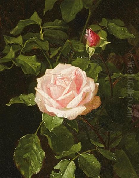 Bluhende Rose - view 1