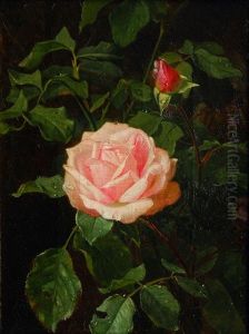 A Rose