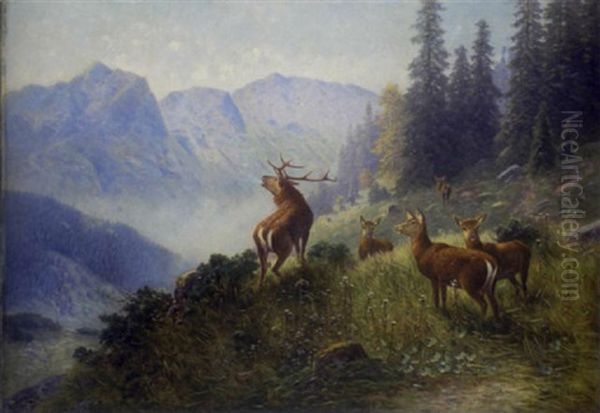 Hirsch Und Hirshkuhe Auf Einer Gebirgswiese - view 1