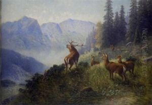 Hirsch Und Hirshkuhe Auf Einer Gebirgswiese Hirsch Und Hirshkuhe Auf Einer Gebirgswiese