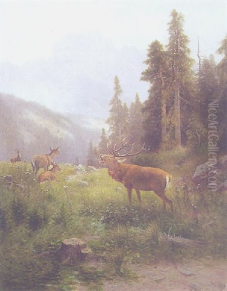 Hirschbrunft In Der Ramsau Bei Berchtesgaden - view 1