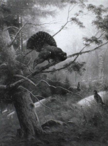 Balzender Auerhahn Im Morgennebel - view 1
