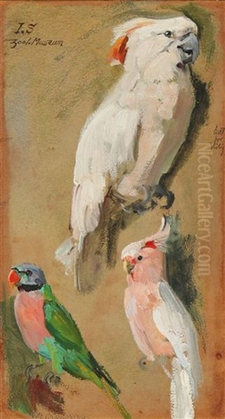 Sketch Showing Two Cockatoos And A Parakeet - view 1