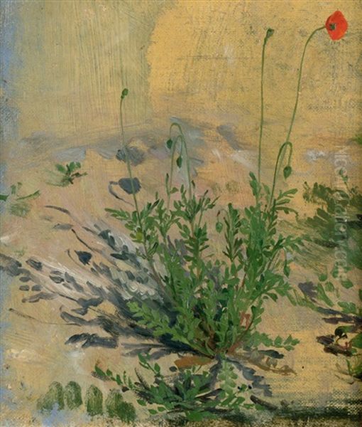 Studie Von Rotem Mohn - view 1