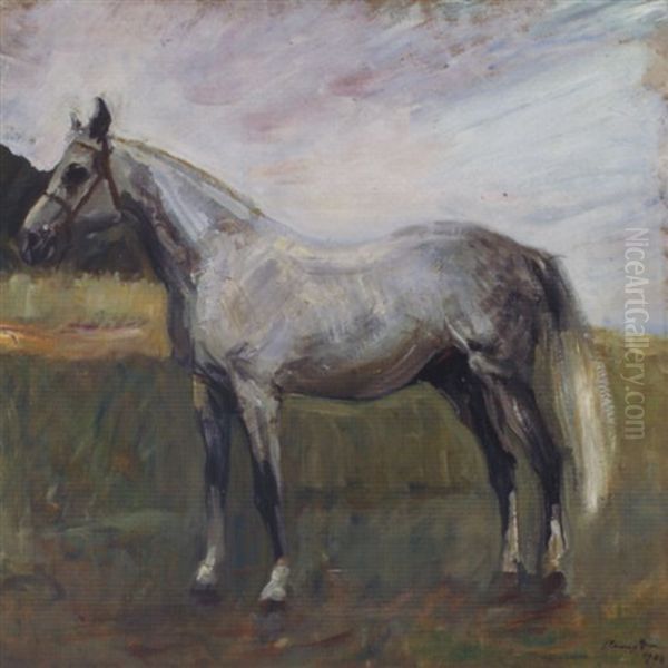 Stehender Schimmel In Pfalzischer Landschaft - view 1