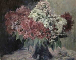 Phlox Phlox