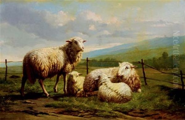 Sheep Resting In A Pasture - view 1
