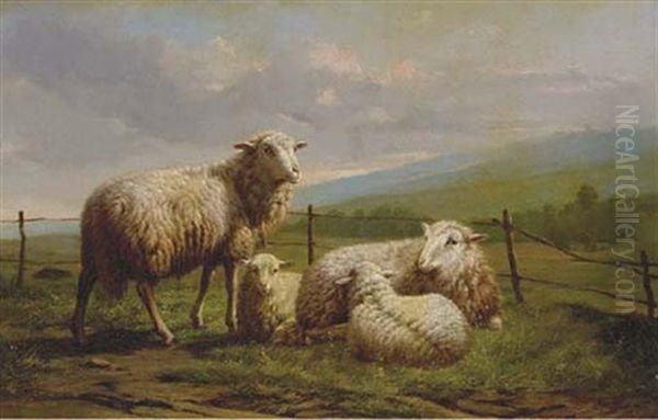 Family Of Sheep Resting Out At Pasture - view 1