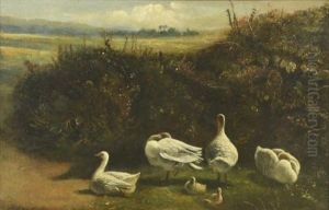 Geese In A Landscape