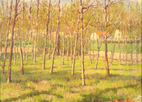 Grove Of Trees - view 1