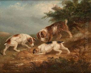 Chiens Terriers Chiens Terriers