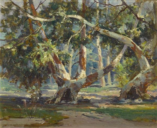 Scattered Sunlight In The Trees - view 1