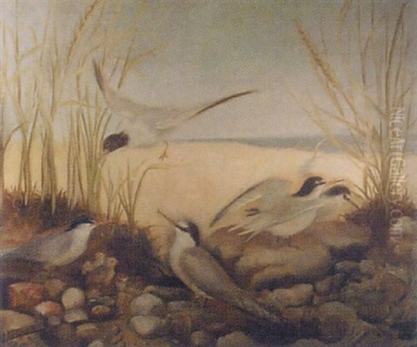 Terns - view 1