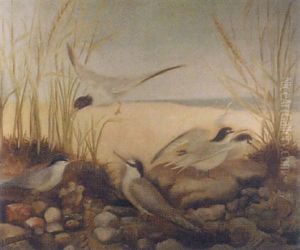 Terns by Frank Southgate