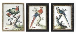 Blue And Yellow Macaw (+ 2 Others; 3 Works) by Isaac Spackman