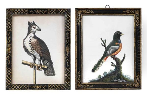 African Crowned Eagle On A Perch (+ Ceylonese Yellow-bellied Cuckoo, Lrgr; 2 Works) - view 1