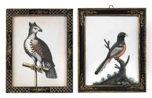African Crowned Eagle On A Perch (+ Ceylonese Yellow-bellied Cuckoo, Lrgr; 2 Works) African Crowned Eagle On A Perch (+ Ceylonese Yellow-bellied Cuckoo, Lrgr; 2 Works)