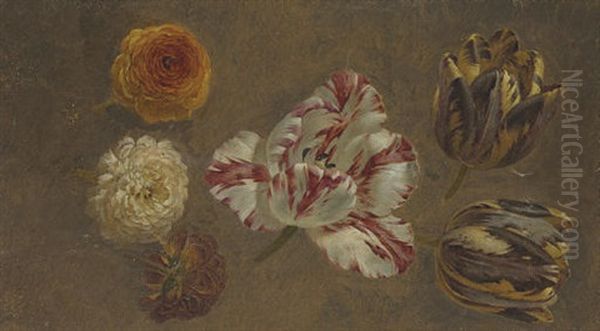 Tulips And Zinnea (study) - view 1